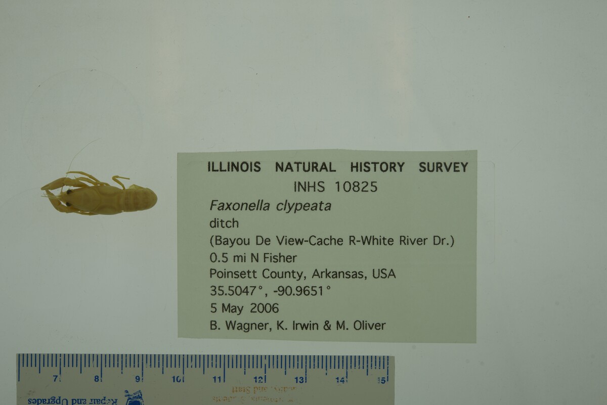 Faxonella clypeata image